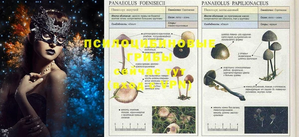 PSILOCYBIN Алексин