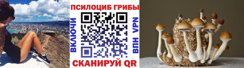 дарнет шоп  Коркино  нарко площадка наркотические препараты  Псилоцибиновые грибы Cubensis 